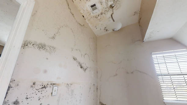 Best Mold Remediation for Healthcare Facilities  in USA